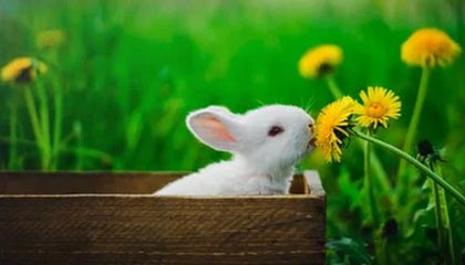 《纪念碑谷3》将迎来免费DLC更新“生命花园”